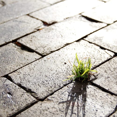 street, grass, sidewalk, nature, light, urban, city, contrast, green, grey, urbanisation, sustainability, environment
